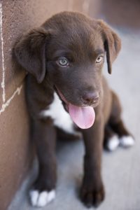 brown pup 2